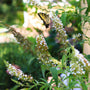 butterfly pollinating nanho white butterfly bush
