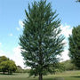 Fruitless male Princeton Sentry Ginkgo planted along a driveway with upright branching