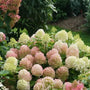 Fire Light Tidbit® Panicle Hydrangea blooming with white flowers aging to pink-red in summer