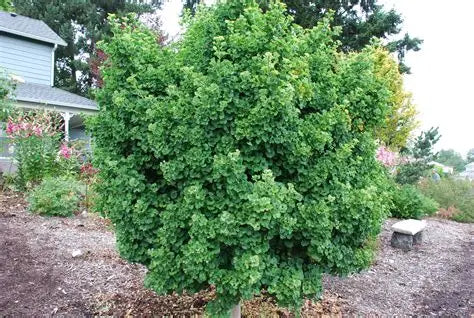 Spring Grove Dwarf Ginkgo Tree with compact upright form and bright green fan-shaped leaves in a small garden