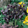 Deer resistant New York Night Hellebore in a woodland garden border