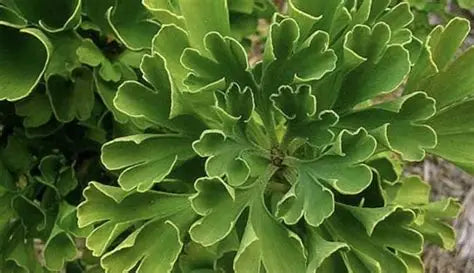 Ginkgo biloba Spring Grove with fan-shaped chartreuse leaves on compact branches