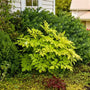 Deer resistant Sun King Aralia planted in a moist part shade foundation bed