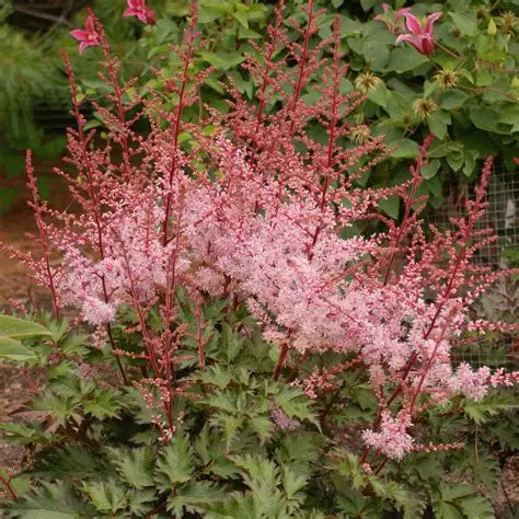 Astilbe Delft Lace red stems and salmon-pink buds opening in early summer