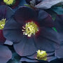 New York Night Hellebore showing near-black single flowers with pale cream stamens