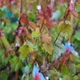 mass of vibrant leaves on young october glory maple trees