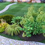 Medium Accent Garden