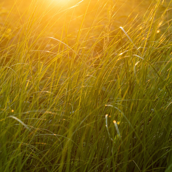 Sunlight filtering through tall grass