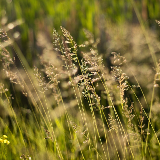 Close-up of tall grasses swaying in the wind with a blurred background