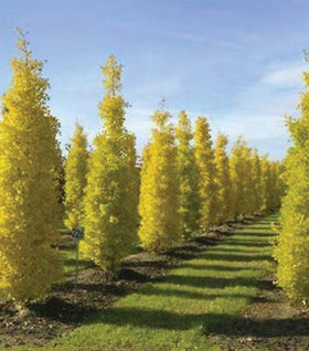 Princeton Sentry Ginkgo Tree
