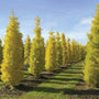Princeton Sentry Maidenhair Tree showing bright yellow autumn foliage and narrow canopy