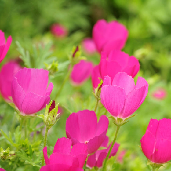 sweet poppy groundcover plant agaisnt a meadow backdrop