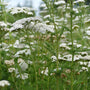 Achillea millefolium blooming in a sunny meadow-style perennial planting