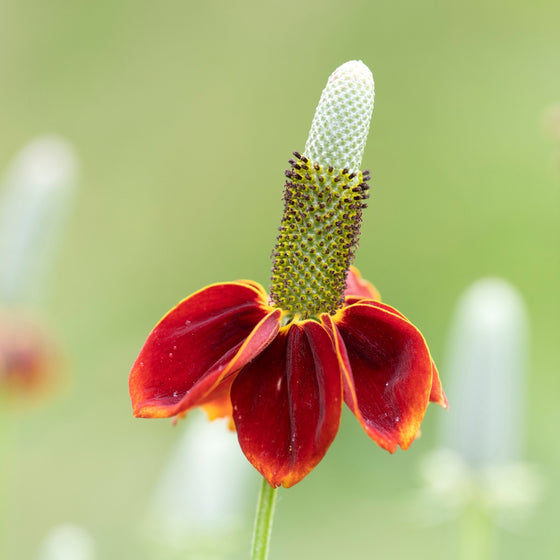 close up of Mexican Hat Plant unique bloom shape and maroon to orange petals