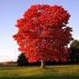 Red Sunset Maple Tree with brilliant red-orange fall foliage growing as a large shade tree in a sunny landscape