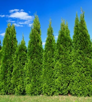 Buy Plants and Trees Online | Garden Goods Direct