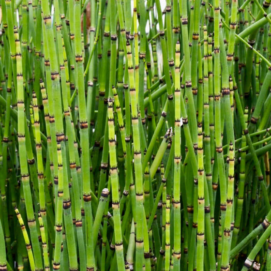 Close-up of Horsetail Plant stems showing black-banded nodes and hollow jointed growth