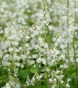 Tiarella Running Tapestry