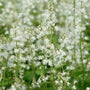 delicate white blooms on Tiarella Running Tapestry shade garden perennial