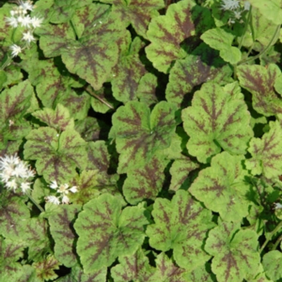 unique evergreen foliage on Tiarella Running Tapestry