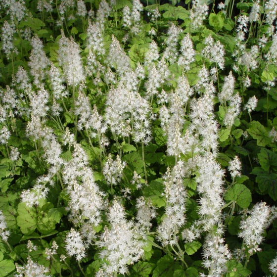 mass of delicate white blooms on Tiarella Running Tapestry