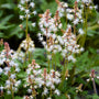 unique white flowers on tiarella Timbuktu