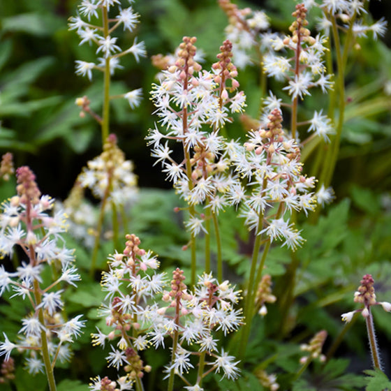 unique white flowers on tiarella Timbuktu