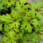 vibrant tiarella Timbuktu evergreen foliage
