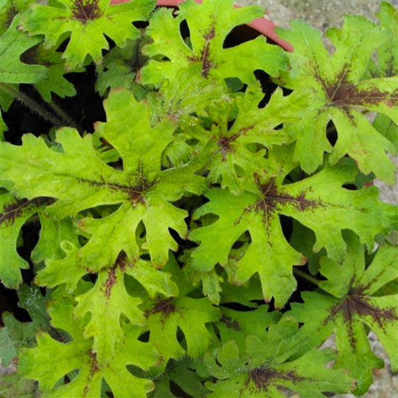 vibrant tiarella Timbuktu evergreen foliage
