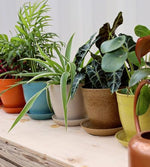 Indoor Plants for Sale