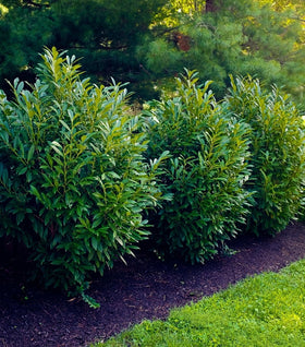 Skip Laurel (Schip Cherry Laurel)