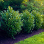Skip Cherry Laurel Hedging Plant forms beautiful evergreen privacy wall in landscape