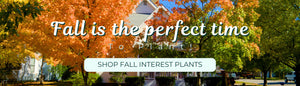 Fall Is The Perfect Time To Plant: Shop Fall Interest Plants