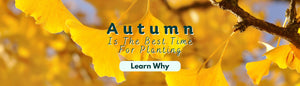 Autumn Is The Best Time For Planting...Learn Why!