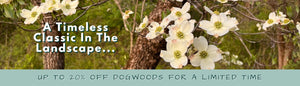 DOGWOODS UP TO 20% OFF
