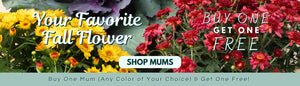 BUY ONE GET ONE FREE MUMS