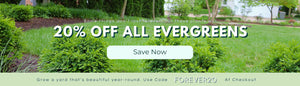 20% OFF ALL EVERGREENS WITH CODE FOREVER20