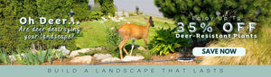 Are deer destroying your landscape? Enjoy Up To 35% OFF Deer-Resistant Plants