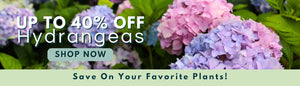 UP TO 40% OFF HYDRANGEAS SAVE ON  YOUR FAVORITE PLANTS SHOP NOW
