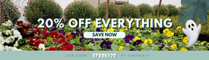 20% OFF EVERYTHING WITH CODE SPOOKY20