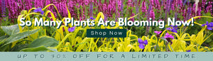 So Many Plants Are Blooming Now! Up To 30% OFF For a Limited Tome! Shop Now