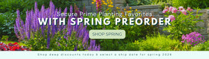 Secure Prime Planting Favorites With Spring Preorder