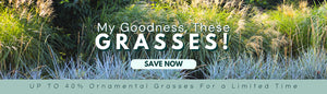 My Goodness, These Grasses! Up To 40% OFF