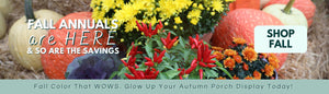 FALL ANNUALS ARE HERE & SO ARE THE SAVINGS. SHOP FALL