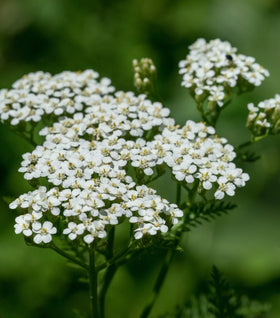 Common Yarrow (Achillea Millefolium)