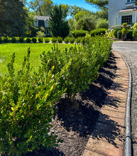 Winter Gem Boxwood