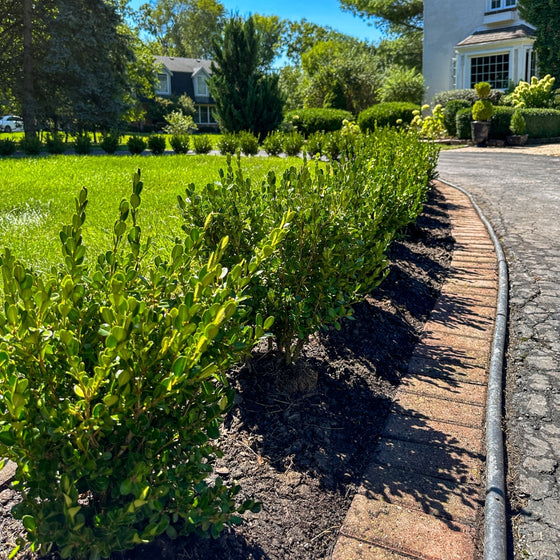 Wintergem boxwood lining a driveway
