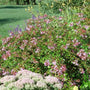 Abelia Edward Goucher semi-evergreen shrub in the landscape