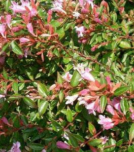 Abelia Edward Goucher