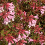 Close up of Abelia Edward Goucher shrub with green leaves with red and pink flowers